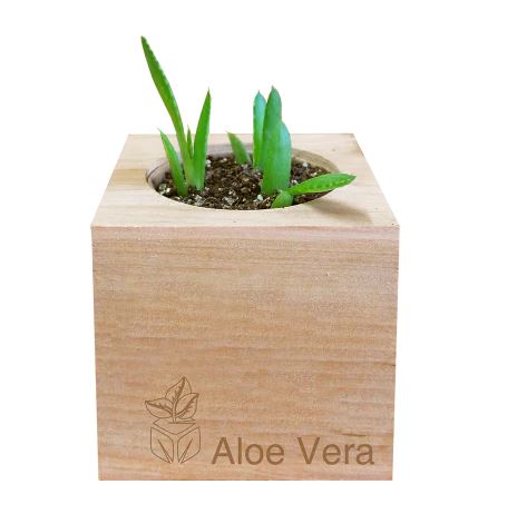 A wooden cube box with "Aloe Vera" etched into it and an aloe vera plant sprouting.