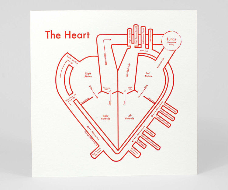 A white print with "The Heart" written in red. The print depicts a stylized drawing of the different parts of the heart, all labeled,  in red ink.