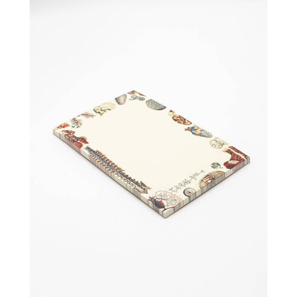 Human Anatomy Notepad (Case of 6)