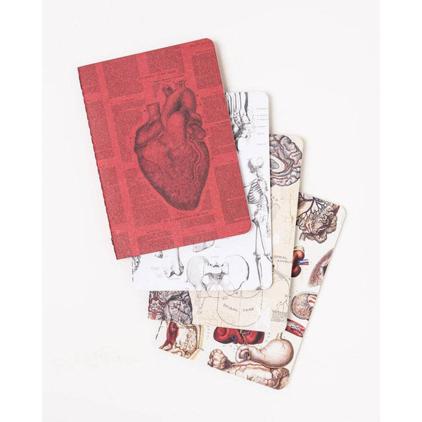 Anatomy Pocket Notebook 4-pack