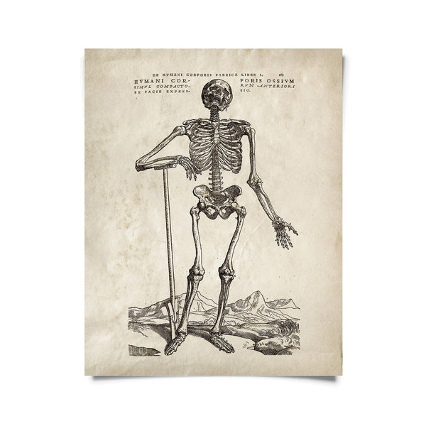 Vintage Anatomy Skeleton Standing Print
