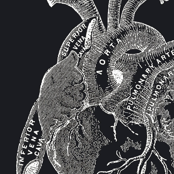 Vintage Anatomy Heart Diagram Black Print