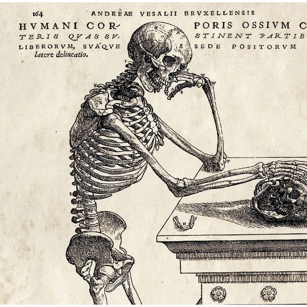 Vintage Anatomy Skeleton Leaning Print
