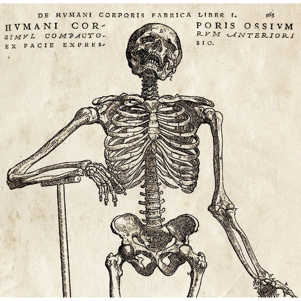 Vintage Anatomy Skeleton Standing Print