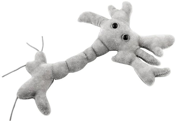 Neuron