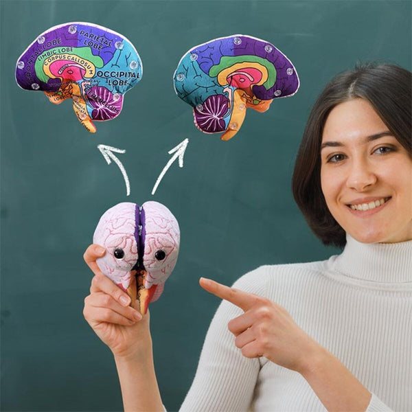 Brain Model