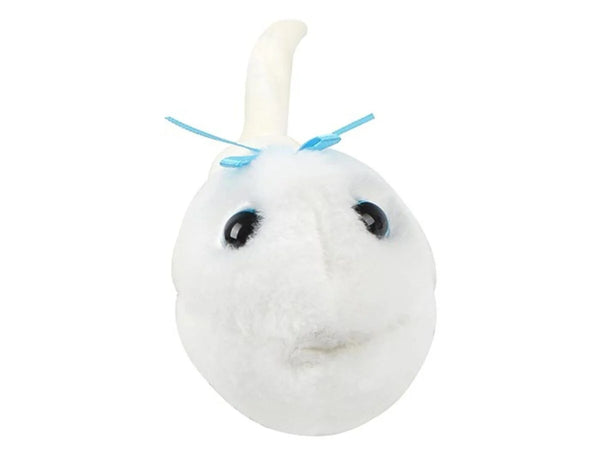 Sperm Cell