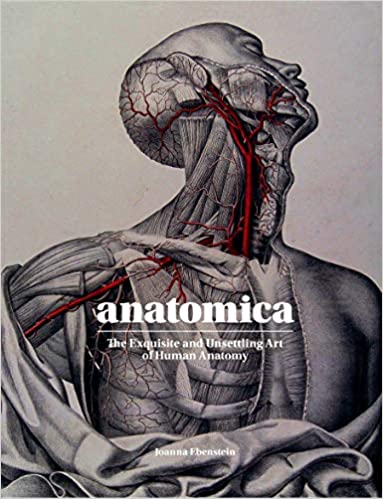 Medical illustration of the chest, neck, and head with skin layer removed.