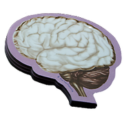 Brain Sticky Notes – Mutter Museum Store