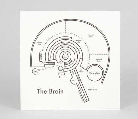 A black and white print of an illustration of the brain with articulated labeled parts.