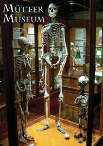 A postcard depicting the skeleton of the Mütter giant in the middle, with the skeleton of an average man to his right, and the skeleton of a person with dwarfism to his left. They are in a glass display case on the lower level of the museum.
