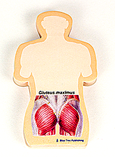 A tan notepad in the shape of someone's back. There is a detailed illustration of the gluteus maximus in red in the proper location.
