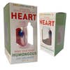Humongous Growing Heart