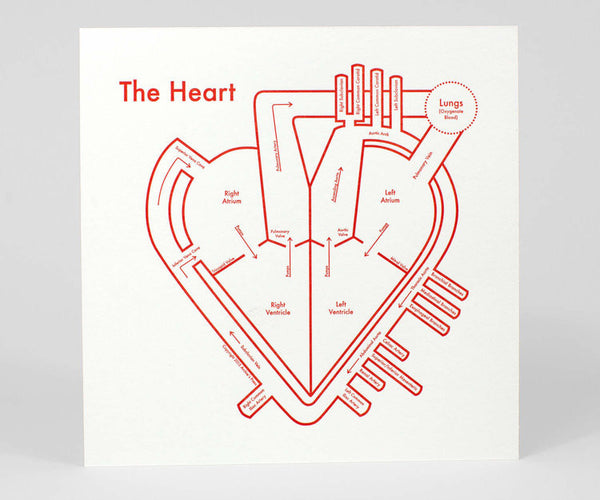 A white print with "The Heart" written in red. The print depicts a stylized drawing of the different parts of the heart, all labeled,  in red ink.