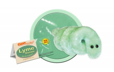 A spiraled green plush in the shape of lyme disease with two black eyes. There is a card that reads "Lyme Disease" next to it.