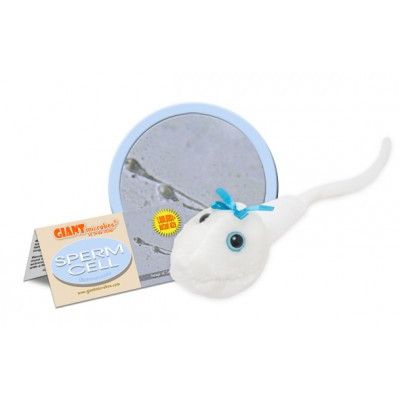 Sperm Cell